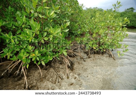 Forest of Red Mangrove (Rhyzophora mangle) at Bastimentos marine park, Bocas del Toro, Panama - stock photo Royalty-Free Stock Photo #2443738493