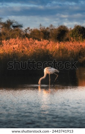 One Wild pink flamingo on lake in the natural park of Camargue Royalty-Free Stock Photo #2443741913