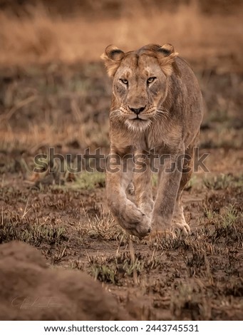 A picture of a female lion wandering in the forest
