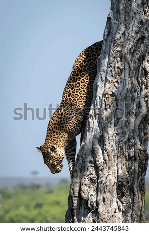 Picture of a spotted leopard coming down from a tree