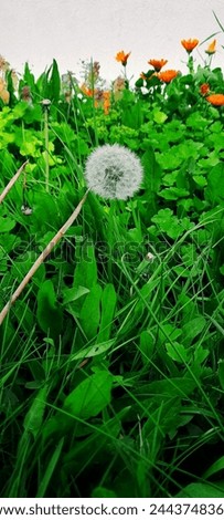 Beautiful dandelion or Taraxum officinale with fresh grass in the sunny winter season Royalty-Free Stock Photo #2443748361