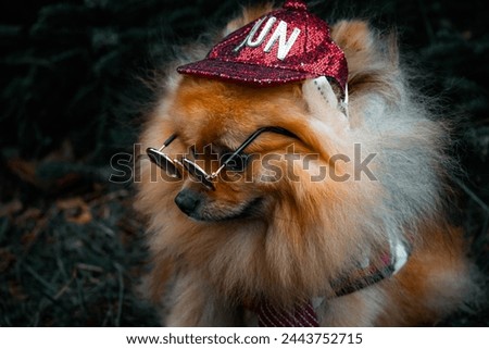 Humorous photo. A small breed red Pomeranian dog sits in the forest wearing a plaid shirt, a red cap and glasses. A serious dog who plays an important boss.Portrait of a cute pet. Background, picture.