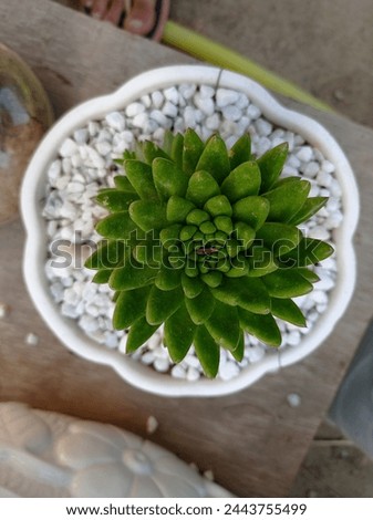 a beautiful ornamental flower in pot for design