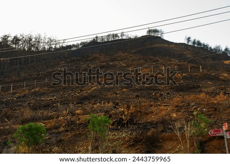 ICMELER, MARMARIS, MUGLA, TURKEY: The consequences of a fire in 2021 in the vicinity of Mugla in Icmeler Royalty-Free Stock Photo #2443759965