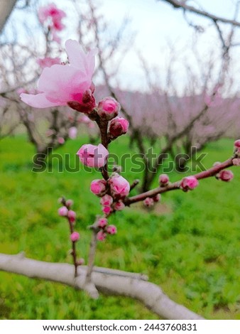 Pin flowers natural beauty full picture color 