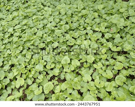 Green natural leaves in the shape of a heart as a solid background in the park