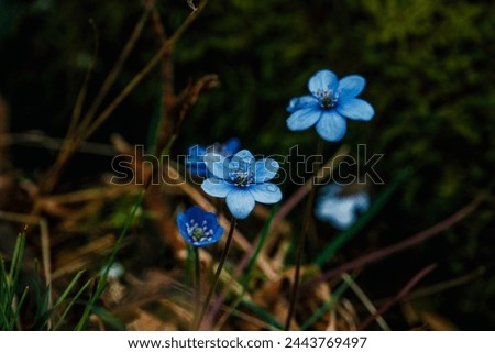 purple hepatica nobilis flowers on the forest floor, easter, forest, spring, wallpaper, nature, forest, flower, beautiful, purple, blossom