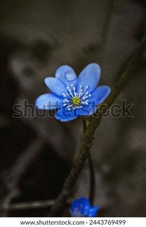 purple hepatica nobilis flowers on the forest floor, easter, forest, spring, wallpaper, nature, forest, flower, beautiful, purple, blossom