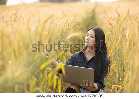 Business gardener using tablet Viewing potato plant picture of potato leaves in harvest season in fertile soil..