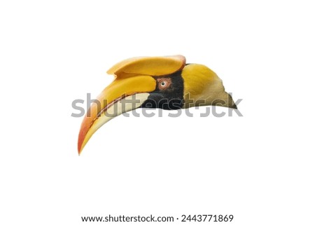 Hornbill head. Isolated image on white background. This one has a clip path.
