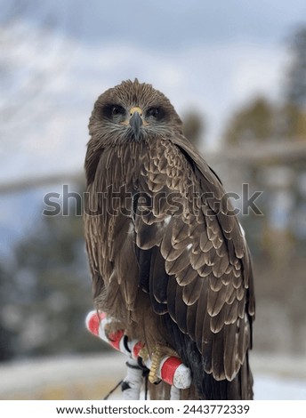 Picture of a beautiful brown colored eagle with black beak nose having brown and some whitish feathers facing towards camera with sitting on a red rod in cold area of Khyber Pakhtunkhwa in Pakistan.  