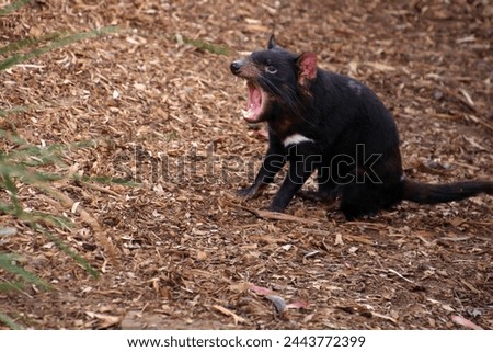 Tasmanian devil in attack position at Bonorong Wildlife Sanctuary, Tasmania Royalty-Free Stock Photo #2443772399
