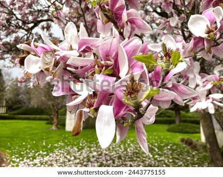 Beautiful pink magnolia tree blossom