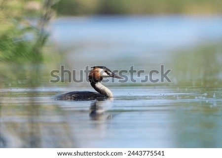 Great crested grebe is swimming in the water (Podiceps cristatus) water fowl in the nature habitat. Wildlife scene from nature. Royalty-Free Stock Photo #2443775541