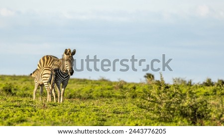 Plains zebra, equus quagga, equus burchellii, common zebra, nursing a foal, Addo Elephant National Park, South Africa.