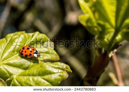 Pictures of a beautiful red ladybug standing on a tree branch with a black background.