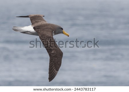 Albatross of the Subantarctic Islands of New Zealand