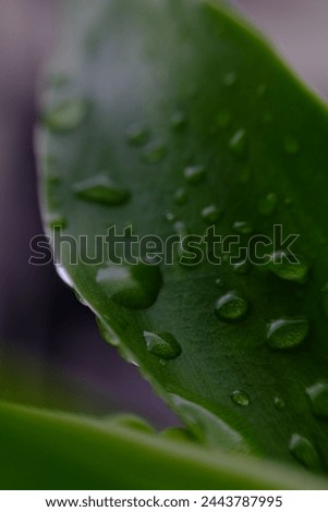 raindrops on plants - close-up macro photo