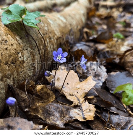 Springflowers against a log of wood in the forest