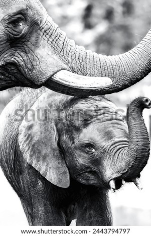 Pictures of a baby elephant playing with its mother in black and white.
