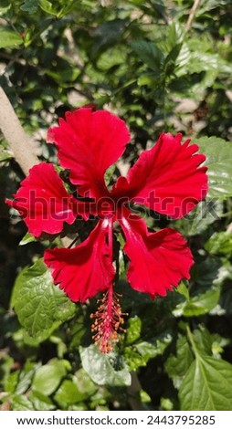 Red hibiscus flower with green background