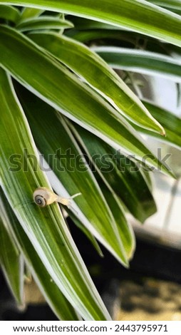 baby snail on the leaf where it hatched Royalty-Free Stock Photo #2443795971
