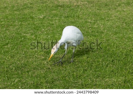 The western cattle egret (Bubulcus ibis) is a species of heron (family Ardeidae) found in the tropics. Fauna of the Sinai Peninsula. Royalty-Free Stock Photo #2443798409