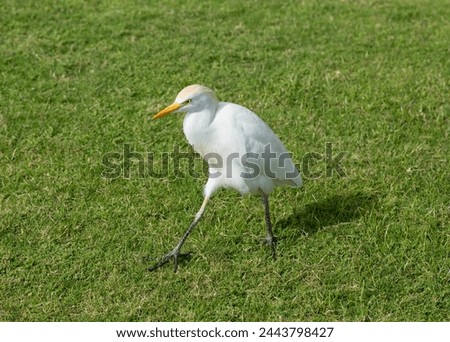 The western cattle egret (Bubulcus ibis) is a species of heron (family Ardeidae) found in the tropics. Fauna of the Sinai Peninsula. Royalty-Free Stock Photo #2443798427