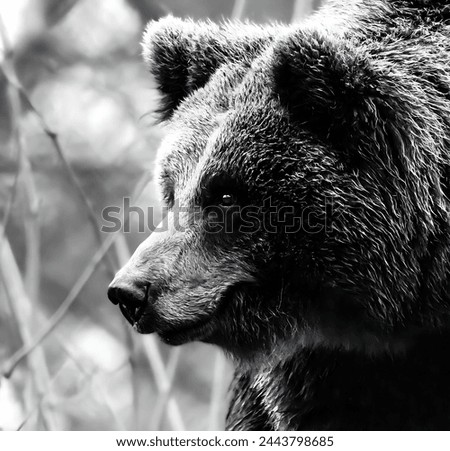 A picture of a bear in a forest in black and white. He appears to be sad.