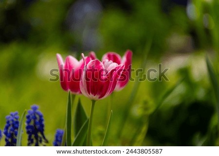 Tulips flower close up photo