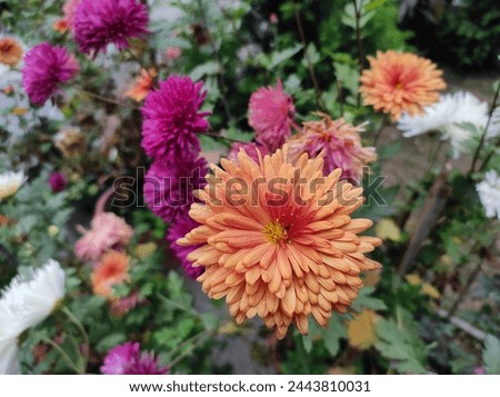 Beautiful light brown Chrysanthemums in a flower garden