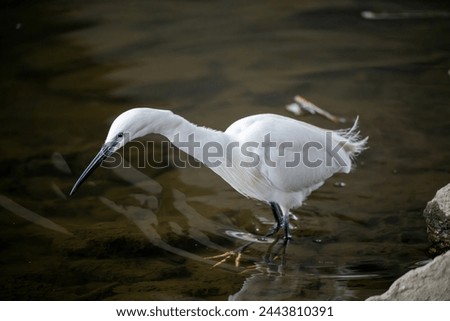 A close-up view of a little egret (Egretta garzetta) scanning the stone crevices along the river for fish. Royalty-Free Stock Photo #2443810391