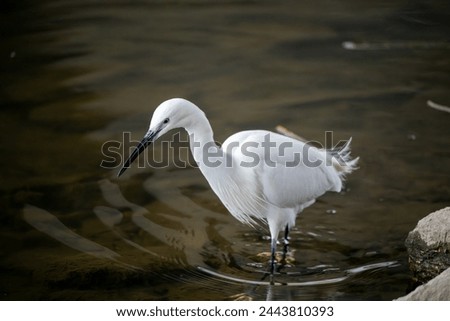 A close-up view of a little egret (Egretta garzetta) scanning the stone crevices along the river for fish. Royalty-Free Stock Photo #2443810393