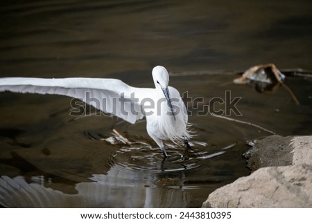 A close-up view of a little egret (Egretta garzetta) scanning the stone crevices along the river for fish. Royalty-Free Stock Photo #2443810395