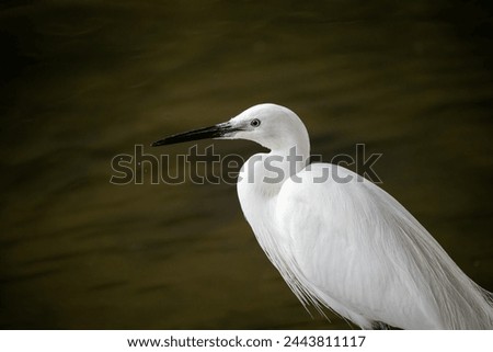A close-up view of a little egret (Egretta garzetta) scanning the stone crevices along the river for fish. Royalty-Free Stock Photo #2443811117