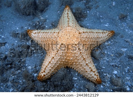 A Red Cushion Sea Star (Oreaster reticulatus) in Florida, USA Royalty-Free Stock Photo #2443812129