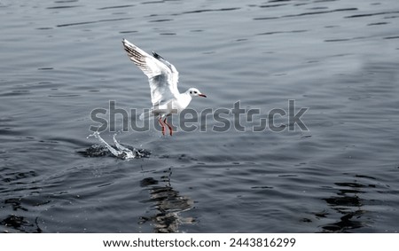 Siberian bird fly away after pecking their food from the water. picture taken date and time 14 June 2023  11 42 am at Narmada river Jabalpur Madhya Pradesh India Royalty-Free Stock Photo #2443816299