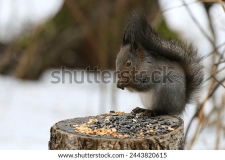 squirrel on a stump in the wild