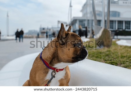 A French bulldog is sitting on a bench. A pet rests in the sun. Purebred dog looks at people. English bulldog puppy.