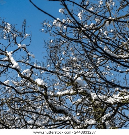 thick fluffy snow on tree branches close up Royalty-Free Stock Photo #2443831237