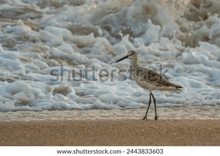 Eastern Willet standing on beach with an ocean wave
