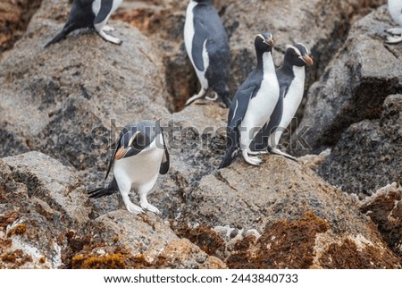 the rare Erect Crested Penguin, New Zealand