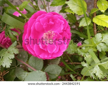 Beautiful Rose Picture.Fresh. Pink Rose. Red Rose. Natural.