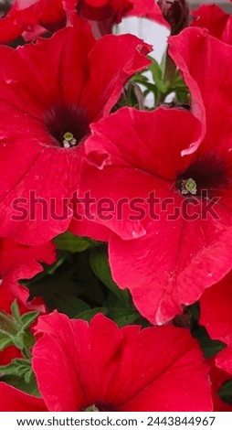 Ensure your images are sharply focused, highlighting the crisp details of petunia flowers. High-resolution photos with meticulous detailing enhance the usability and versatility of your stock imagery.
