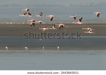 Beautiful flamingo near back water. wall mounting of flamingo bird. background picture of bird. Beautiful wings of flying flamingo. Wall poster of flamingo bird.