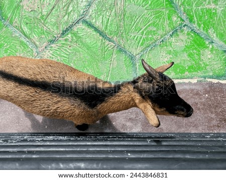 a photography of a goat standing on a ledge in front of a window.