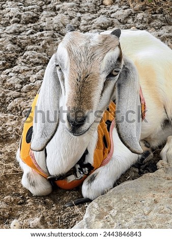 a photography of a goat wearing a vest laying on the ground.
