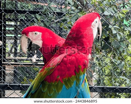 a photography of a parrot sitting on a perch in a cage.