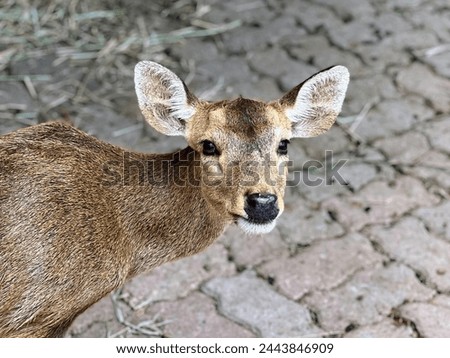 a photography of a deer looking directly at the camera.