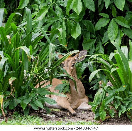 a photography of a deer laying in the grass surrounded by plants.